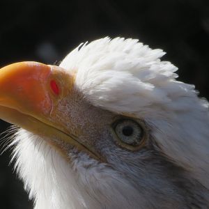 Bald eagle Portrait