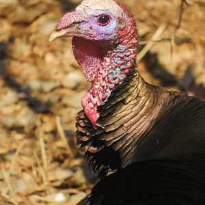 Wild Wild turkey at the zoo