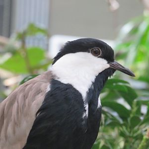 Spur-winged lapwing