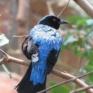 Fairy bluebird