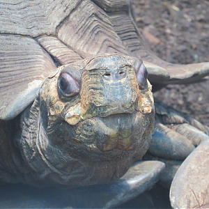 Asian forest tortoise