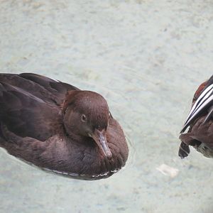 Hooded merganser female
