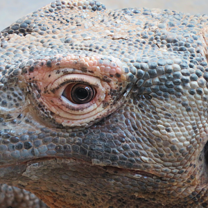 Komodo dragon portrait.