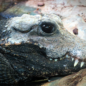 African dwarf crocodile