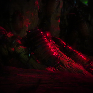 Madagascar hissing cockroach