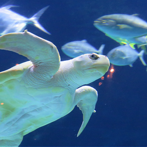 Kemps Ridley sea turtle