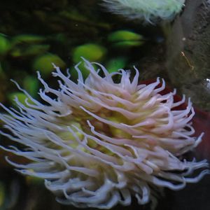 Unspecified anemone