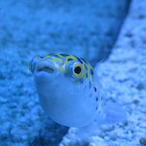Green-spotted puffer