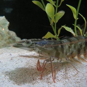 Pinaeid shrimp