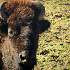 American bison