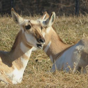 Pronghorn