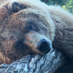 Grizzly bear