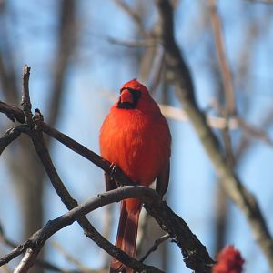 Northern cardinal