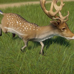 Fallow Deer