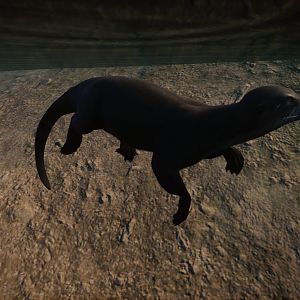 North American River Otter