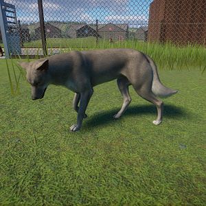 New Guinea Singing Dog