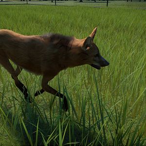 Maned Wolf