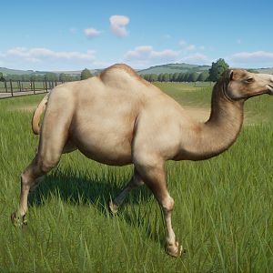Dromedary Camel