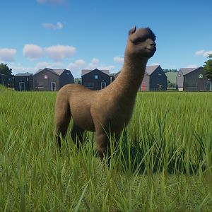 Alpaca