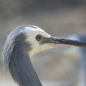 White-faced heron [2018]