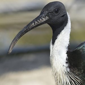 Straw-necked ibis [2018]