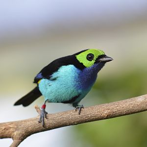 Paradise tanager [2018]