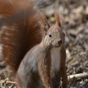 Eurasian red squirrel [2018]
