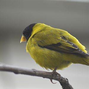 Antillean siskin [2018]