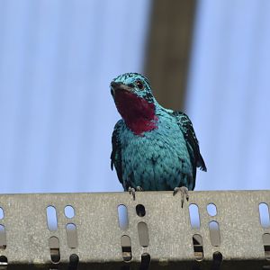Spangled cotinga [2018]