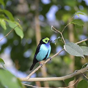Paradise tanager [2018]