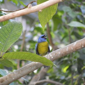 Blue-and-yellow tanager [2018]