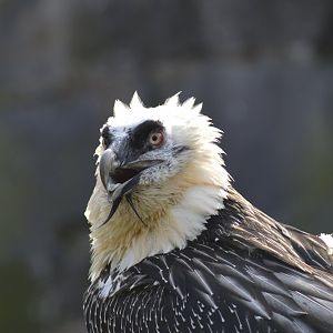 Bearded vulture [2018]