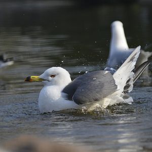Black-tailed gull [2018]