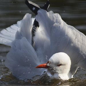 Grey-headed gull [2018]