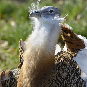 Great bustard [2018]