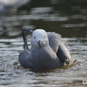Grey gull [2018]
