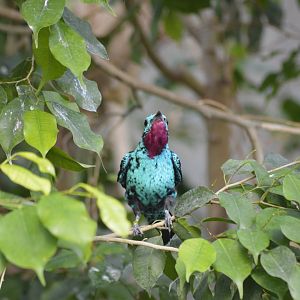 Spangled cotinga [2018]