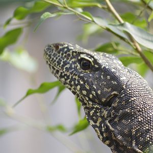 Salvadori's monitor [2018]