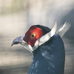 Blue eared pheasant [2018]