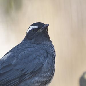 Siberian thrush [2018]