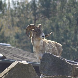 Marco Polo sheep [2018]