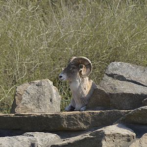 Marco Polo sheep [2018]