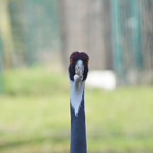 White-naped crane [2018]