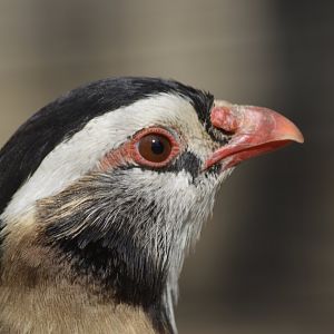 Arabian partridge [2018]