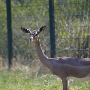 Gerenuk [2018]