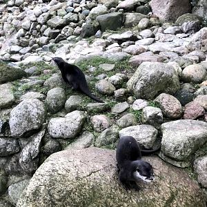 Wildpark Schwarze Berge- Asian small-clawed otter- 2021