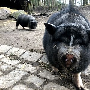 Wildpark Schwarze Berge- pot bellied pig- 2021