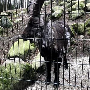 Wildpark Schwarze Berge- male European ibex- 2021