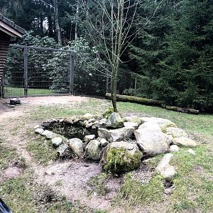Wildpark Schwarze Berge- silver fox enclosure- 2021