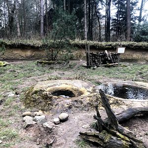 Wildpark Schwarze Berge- European badger enclosure- 2021